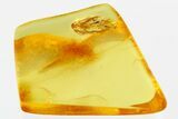Fossil Ant-Like Leaf Beetle (Palaeocnopus) in Baltic Amber #352686-1